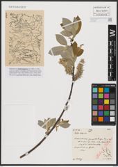 Foto von Salix caprea L.